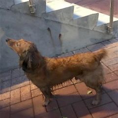 Подробнее об объявлении «Найдена собака кобель рыжий спаниель Балашиха» Фото: найдена собака Английский кокер-спаниель «Найдена собака кобель рыжий спаниель Балашиха» в г. Балашиха