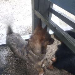 Подробнее об объявлении «Краснодар Найдена собака, на академика лукьяненко» Фото: найдена собака  «Краснодар Найдена собака, на академика лукьяненко» в г. Краснодар