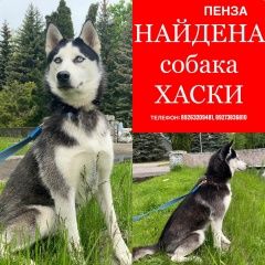 Подробнее об объявлении «Пенза Найдена собака хаски» Фото: найдена собака Сибирская хаски «Пенза Найдена собака хаски» в г. Пенза