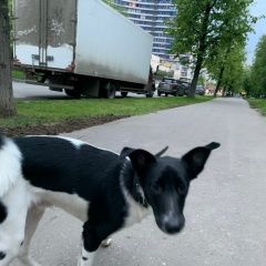 Подробнее об объявлении «Найдена собака кобель Москва» Фото: найдена собака  «Найдена собака кобель Москва» в г. Москва