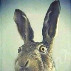 Подробнее об объявлении «Краснодар Найдена собака кобель такса» Фото: найдена собака Такса «Краснодар Найдена собака кобель такса» в г. Краснодар