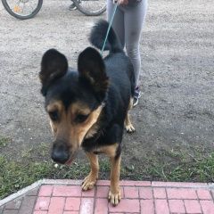 Подробнее об объявлении «Красково Найдена собака с ошейником» Фото: найдена собака  «Красково Найдена собака с ошейником» в г. Красково