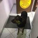 Подробнее об объявлении «Найдена собака район мешерское озеро Нижний Новгород» Фото: найдена собака  «Найдена собака район мешерское озеро Нижний...» в г. Нижний Новгород