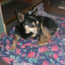 Подробнее об объявлении «Найдена собака кобель той-терьер, мальчик, около 7 лет, ухожен Нижний Новгород» Фото: найдена собака Той-терьер «Найдена собака кобель той-терьер, мальчик,...» в г. Нижний Новгород