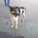 Подробнее об объявлении «Котельники Найдена собака кобель найдет пес в ошейнике добрый» Фото: найдена собака  «Котельники Найдена собака кобель найдет пес в...» в г. Котельники