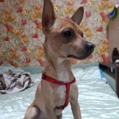 Подробнее об объявлении «Найдена собака кобель порода русский той. Москва» Фото: найдена собака Русский той-терьер «Найдена собака кобель порода русский той. Москва» в г. Москва