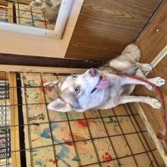 Подробнее об объявлении «Найдена собака хаски, девочка Москва» Фото: найдена собака Сибирская хаски «Найдена собака хаски, девочка Москва» в г. Москва