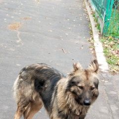 Подробнее об объявлении «Найдена собака кобель в микрорайоне барыбино Домодедово» Фото: найдена собака  «Найдена собака кобель в микрорайоне барыбино...» в г. Домодедово