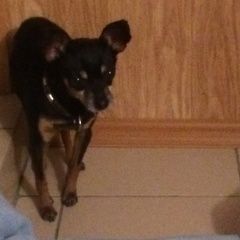 Подробнее об объявлении «Липецк Найдена собака кобель 28 мая 2020 на соколе той терьер» Фото: найдена собака Той-терьер «Липецк Найдена собака кобель 28 мая 2020 на...» в г. Липецк