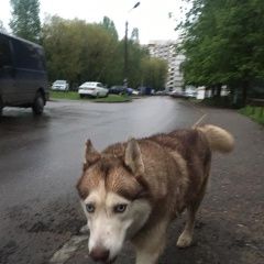 Подробнее об объявлении «Ярославль Найдена собака кобель.. заволжский р-он. доброхотова» Фото: найдена собака Ханаанская собака «Ярославль Найдена собака кобель.. заволжский...» в г. Ярославль