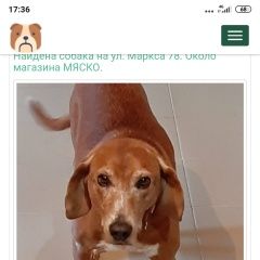 Подробнее об объявлении «Обнинск Найдена собака на ул. маркса 78. около м» Фото: найдена собака  «Обнинск Найдена собака на ул. маркса 78. около м» в г. Обнинск