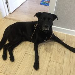 Подробнее об объявлении «Найдена собака кобель Москва» Фото: найдена собака  «Найдена собака кобель Москва» в г. Москва