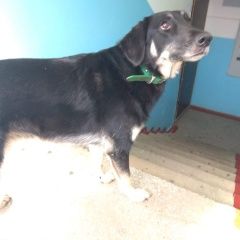 Подробнее об объявлении «Краснодар Найдена собака, зеленый кожаный ошейник» Фото: найдена собака  «Краснодар Найдена собака, зеленый кожаный ошейник» в г. Краснодар