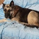 Подробнее об объявлении «Орехово-Зуево Найдена собака сука вео» Фото: найдена собака Восточно-европейская овчарка «Орехово-Зуево Найдена собака сука вео» в г. Орехово-Зуево