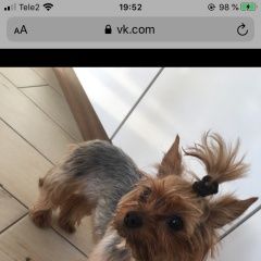 Подробнее об объявлении «Найдена собака в марте в коммунарке Москва» Фото: найдена собака Йоркширский терьер «Найдена собака в марте в коммунарке Москва» в г. Москва