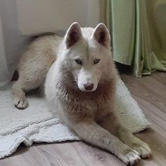 Подробнее об объявлении «Найдена собака щенок хаски. девочка 5-6 месяцев Москва» Фото: найдена собака Сибирская хаски «Найдена собака щенок хаски. девочка 5-6 месяцев...» в г. Москва