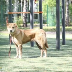 Подробнее об объявлении «Найдена собака помогите найти хозяина Москва» Фото: найдена собака  «Найдена собака помогите найти хозяина Москва» в г. Москва