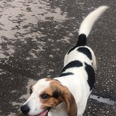 Подробнее об объявлении «Найдена собака кобель в районе сколково Москва» Фото: найдена собака  «Найдена собака кобель в районе сколково Москва» в г. Москва