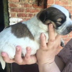 Подробнее об объявлении «Краснодар Найдена собака отдам красотку в хорошие руки» Фото: найдена собака  «Краснодар Найдена собака отдам красотку в...» в г. Краснодар