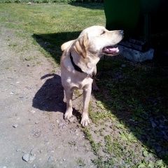 Подробнее об объявлении «Найдена собака золотистый ретривер, с поводком Кемерово» Фото: найдена собака Лабрадор ретривер «Найдена собака золотистый ретривер, с поводком...» в г. Кемерово