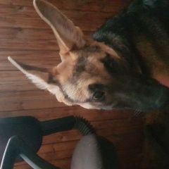 Подробнее об объявлении «Найдена собака кобель Москва» Фото: найдена собака Немецкая овчарка «Найдена собака кобель Москва» в г. Москва