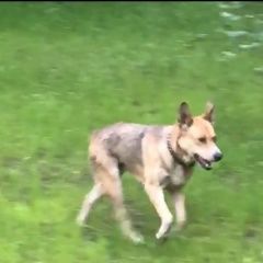 Подробнее об объявлении «Найдена собака Москва» Фото: найдена собака  «Найдена собака Москва» в г. Москва