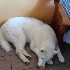 Подробнее об объявлении «Найдена собака щенок хаски. Москва» Фото: найдена собака Сибирская хаски «Найдена собака щенок хаски. Москва» в г. Москва