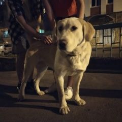 Подробнее об объявлении «Найдена собака девочка Ростов-на-Дону» Фото: найдена собака Лабрадор ретривер «Найдена собака девочка Ростов-на-Дону» в г. Ростов-на-Дону