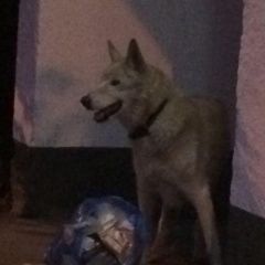 Подробнее об объявлении «Найдена собака замечена собака в ошейнике. новокосино Москва» Фото: найдена собака  «Найдена собака замечена собака в ошейнике....» в г. Москва