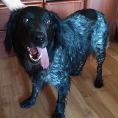 Подробнее об объявлении «Найдена собака кобель сормовский район Нижний Новгород» Фото: найдена собака Русский охотничий спаниель «Найдена собака кобель сормовский район Нижний...» в г. Нижний Новгород