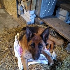Подробнее об объявлении «Найдена собака Юрьев-Польский» Фото: найдена собака Немецкая овчарка «Найдена собака Юрьев-Польский» в г. Юрьев-Польский