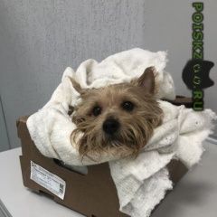 Подробнее об объявлении «Минск Найдена собака» Фото: найдена собака Йоркширский терьер «Минск Найдена собака» в г. Минск