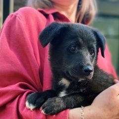 Подробнее об объявлении «Краснодар Найдена собака» Фото: найдена собака  «Краснодар Найдена собака» в г. Краснодар