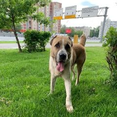 Подробнее об объявлении «Найдена собака кобель алабай ищет хозяина Москва» Фото: найдена собака Среднеазиатская овчарка «Найдена собака кобель алабай ищет хозяина Москва» в г. Москва