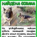 Подробнее об объявлении «Казань Найдена собака кобель немецкой овчарки» Фото: найдена собака Немецкая овчарка «Казань Найдена собака кобель немецкой овчарки» в г. Казань