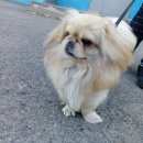 Подробнее об объявлении «Найдена собака кобель пикинес Ставрополь» Фото: найдена собака Пекинес «Найдена собака кобель пикинес Ставрополь» в г. Ставрополь