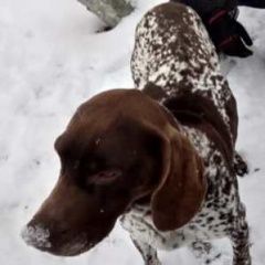 Подробнее об объявлении «Найдена собака кобель курцхаара Шаховская» Фото: найдена собака Курцхаар «Найдена собака кобель курцхаара Шаховская» в г. Шаховская