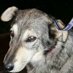 Подробнее об объявлении «Найдена собака кобель в снт дружба-1 пришл пёс Сергиев Посад» Фото: найдена собака  «Найдена собака кобель в снт дружба-1 пришл пёс...» в г. Сергиев Посад