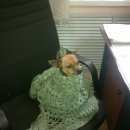 Подробнее об объявлении «Найдена собака кобель Улан-Удэ» Фото: найдена собака Той-терьер «Найдена собака кобель Улан-Удэ» в г. Улан-Удэ