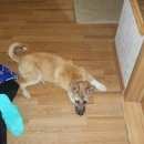 Подробнее об объявлении «Киров (Кировская обл.) Найдена собака» Фото: найдена собака  «Киров (Кировская обл.) Найдена собака» в г. Киров (Кировская обл.)