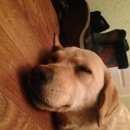 Подробнее об объявлении «Новороссийск Найдена собака в 13 мк лабрадор домашний» Фото: найдена собака Лабрадор ретривер «Новороссийск Найдена собака в 13 мк лабрадор...» в г. Новороссийск