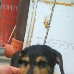 Подробнее об объявлении «Красноярск Найдена собака такса сука» Фото: найдена собака Такса «Красноярск Найдена собака такса сука» в г. Красноярск