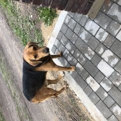 Картинка найдена собака В городе Кашира обнаружен пёс. Кашира