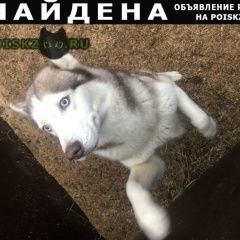 Подробнее об объявлении «Ярославль Найдена собака хаски» Фото: найдена собака  «Ярославль Найдена собака хаски» в г. Ярославль
