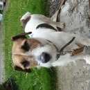 Подробнее об объявлении «Вороново Найдена собака кобель джек рассел терьер» Фото: найдена собака Джек рассел терьер «Вороново Найдена собака кобель джек рассел терьер» в г. Вороново