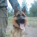 Подробнее об объявлении «Красноярск Найдена собака кобель» Фото: найдена собака Немецкая овчарка «Красноярск Найдена собака кобель» в г. Красноярск