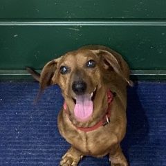 Подробнее об объявлении «Найдена собака такса в районе шоссе космонавтов Пермь» Фото: найдена собака Такса «Найдена собака такса в районе шоссе космонавтов...» в г. Пермь