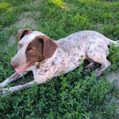 Подробнее об объявлении «Найдена собака курцхаар, сука, примерно 2 года Камень-на-Оби» Фото: найдена собака Курцхаар «Найдена собака курцхаар, сука, примерно 2 года...» в г. Камень-на-Оби