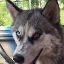 Подробнее об объявлении «Найдена собака Ульяновск» Фото: найдена собака Сибирская хаски «Найдена собака Ульяновск» в г. Ульяновск