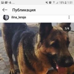 Подробнее об объявлении «Найдена собака кобель немецкая овчарка пос. восточный Москва» Фото: найдена собака Немецкая овчарка «Найдена собака кобель немецкая овчарка пос....» в г. Москва